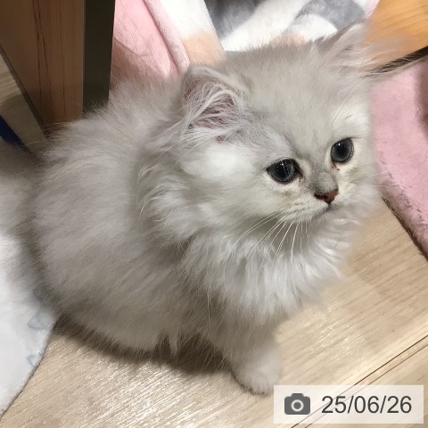 ペルシャの写真
