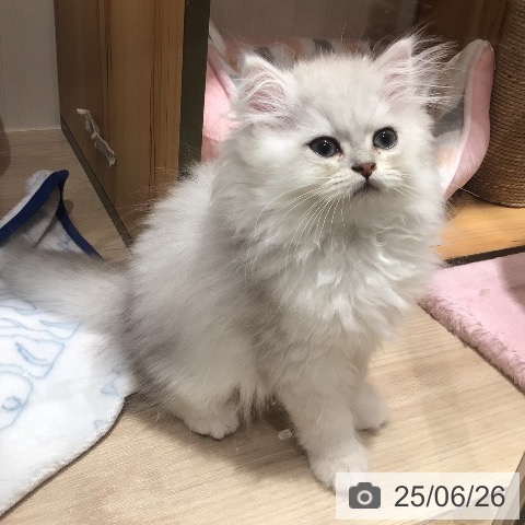 ペルシャの写真