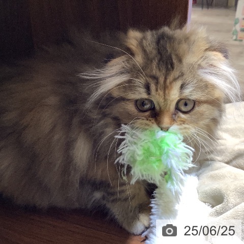 スコティッシュフォールドの写真