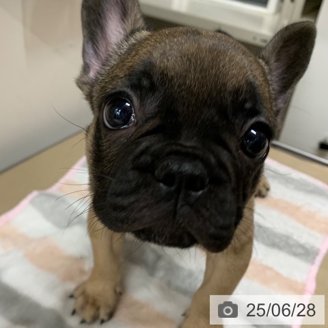 フレンチ・ブルドッグの写真