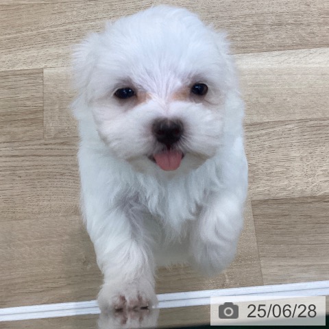 マルチーズの写真