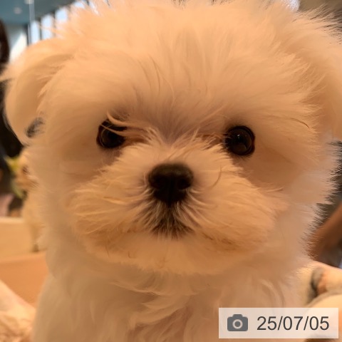 マルチーズの写真