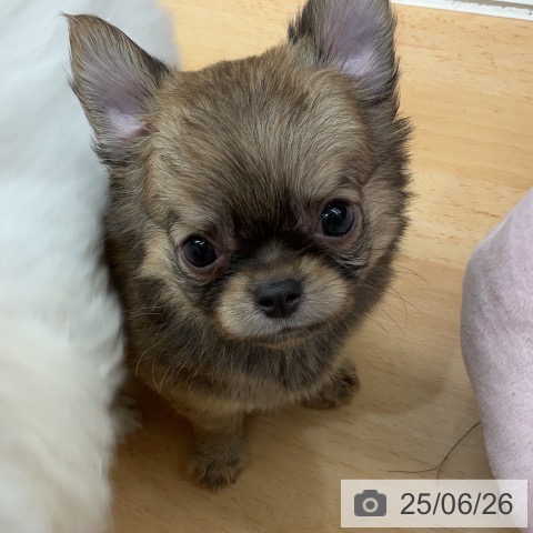 チワワの写真