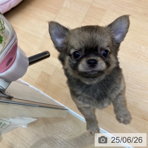 チワワの写真
