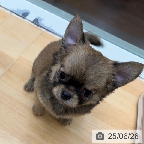 チワワの写真