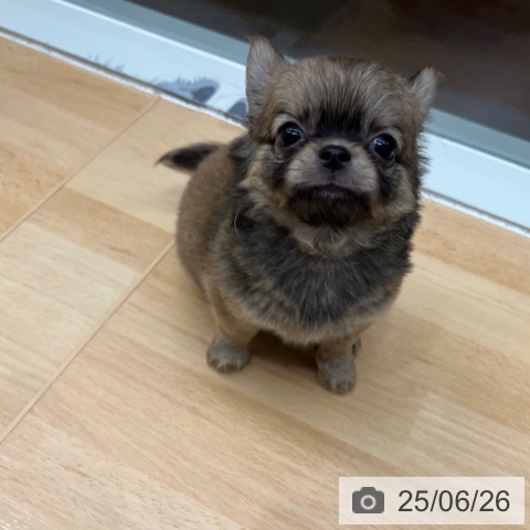 チワワの写真