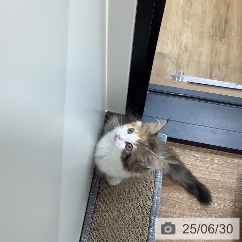 サイベリアンの写真