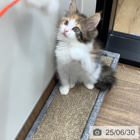 サイベリアンの写真
