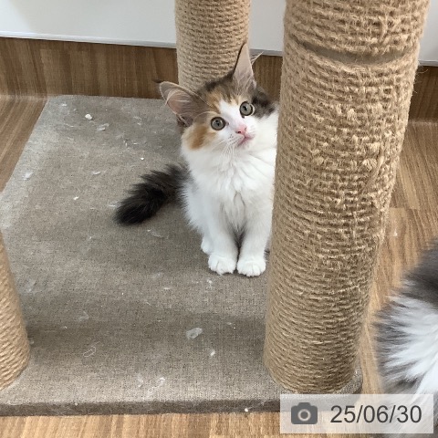 サイベリアンの写真