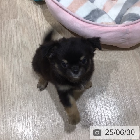 チワワの写真