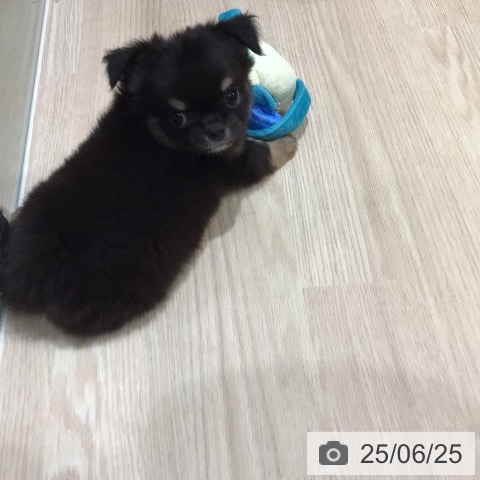 チワワの写真