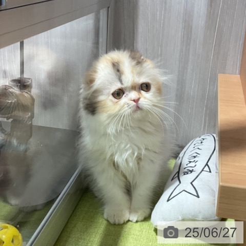 スコティッシュフォールドの写真