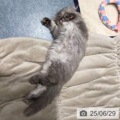 スコティッシュフォールドの写真