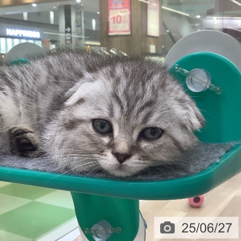 スコティッシュフォールドの写真