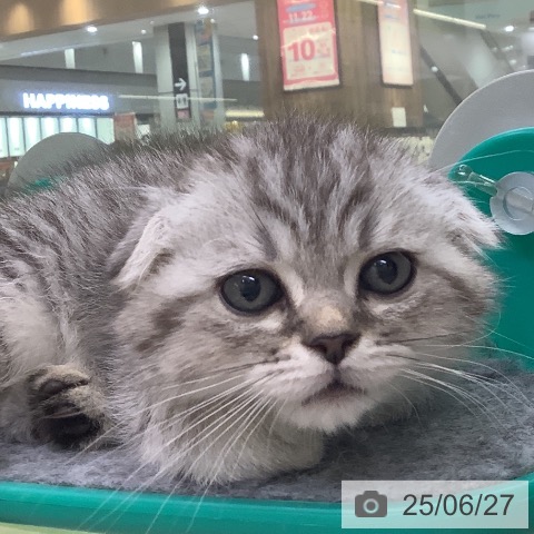 スコティッシュフォールドの写真