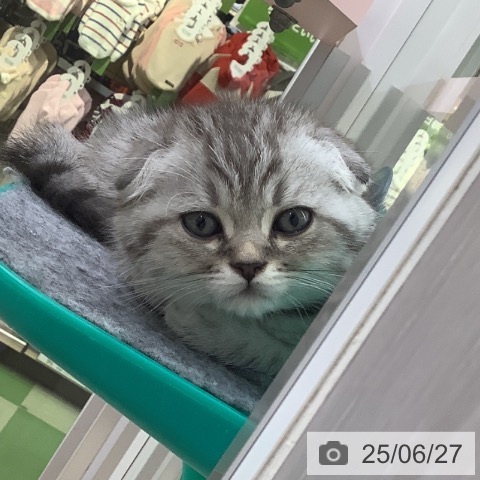 スコティッシュフォールドの写真