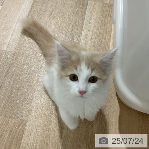ノルウェージャンフォレストキャットの写真
