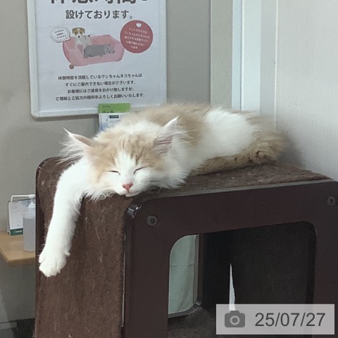 ノルウェージャンフォレストキャットの写真