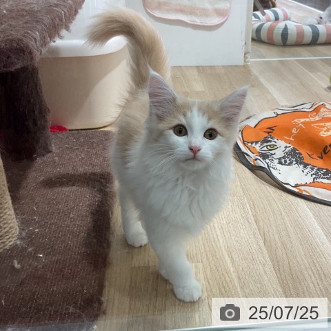 ノルウェージャンフォレストキャットの写真