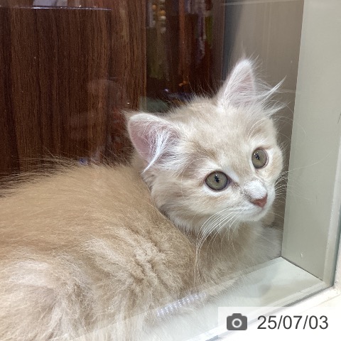 ノルウェージャンフォレストキャットの写真