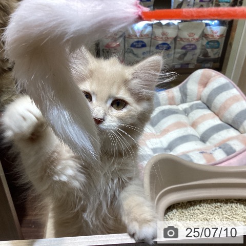 ノルウェージャンフォレストキャットの写真
