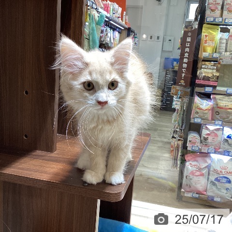 ノルウェージャンフォレストキャットの写真