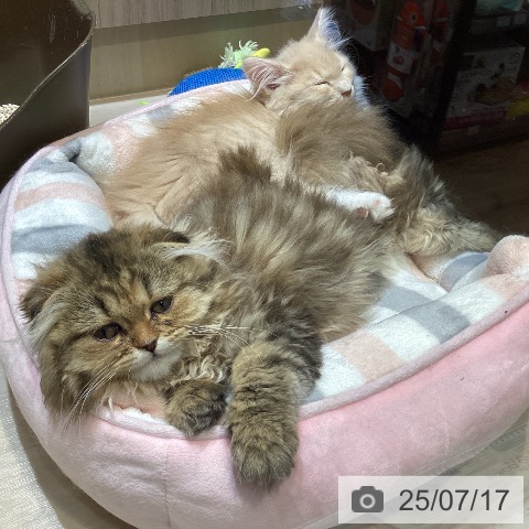 ノルウェージャンフォレストキャットの写真