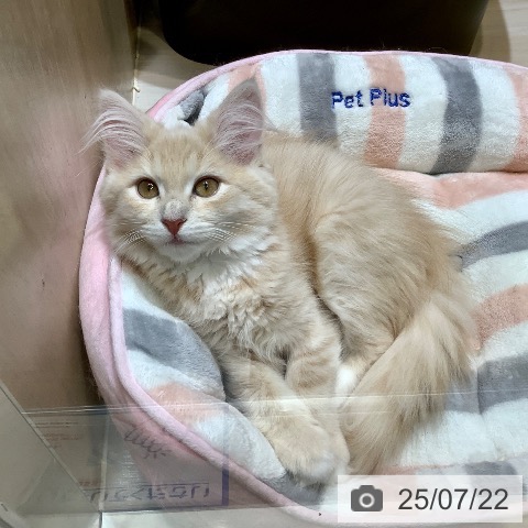 ノルウェージャンフォレストキャットの写真