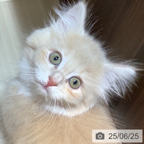 ノルウェージャンフォレストキャットの写真