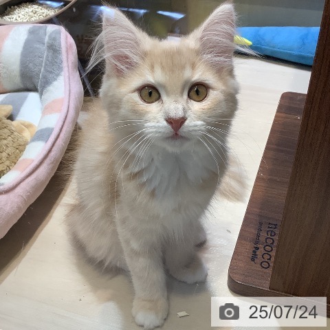 ノルウェージャンフォレストキャットの写真