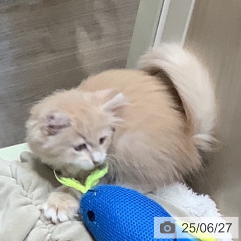 ノルウェージャンフォレストキャットの写真