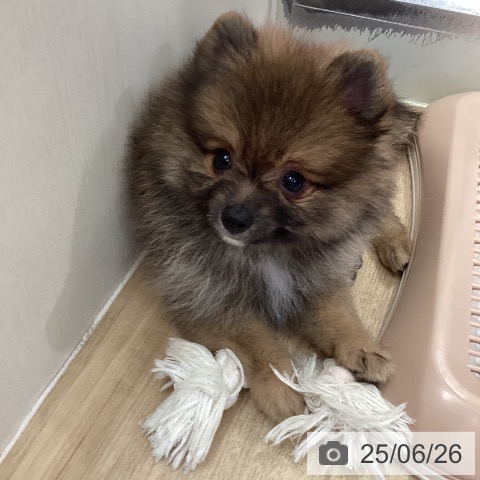 ポメラニアンの写真
