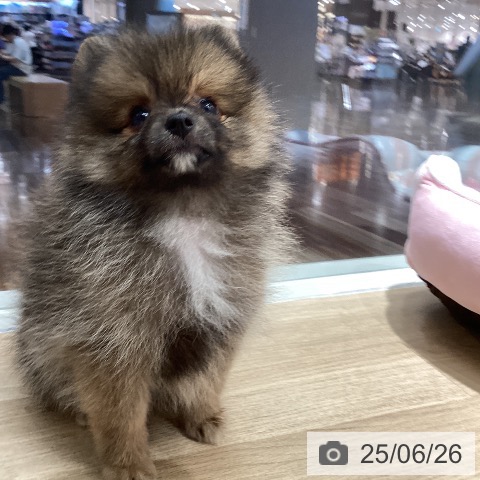 ポメラニアンの写真