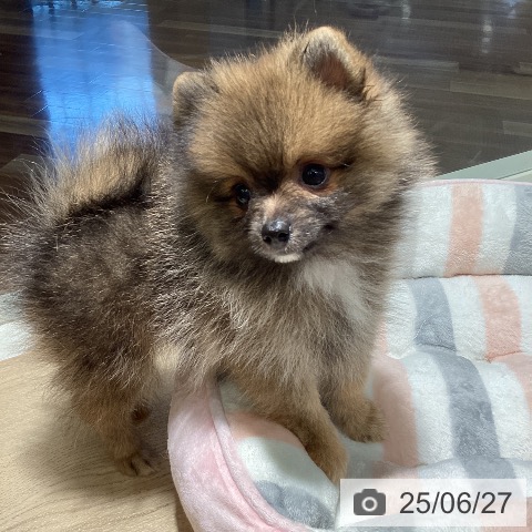 ポメラニアンの写真