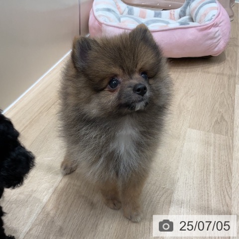 ポメラニアンの写真