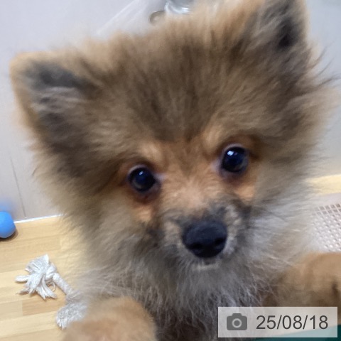ポメラニアンの写真