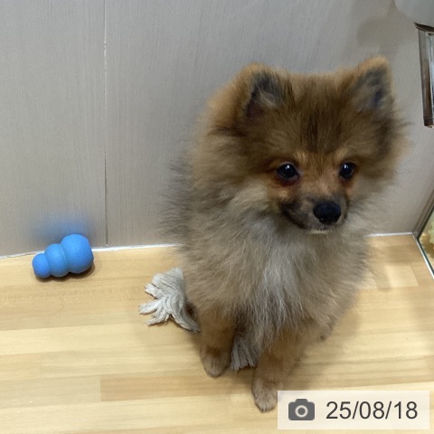 ポメラニアンの写真