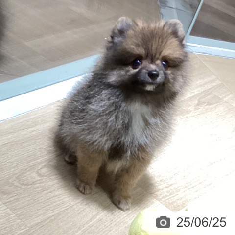 ポメラニアンの写真
