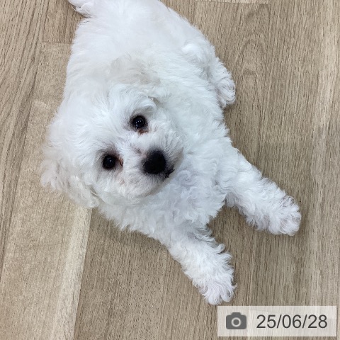 ビション・フリーゼの写真