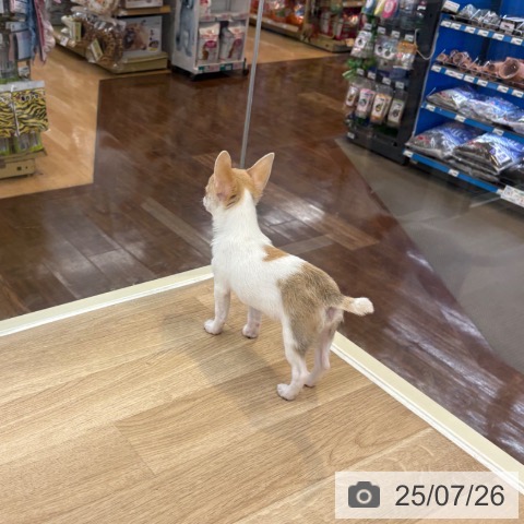 チワワの写真