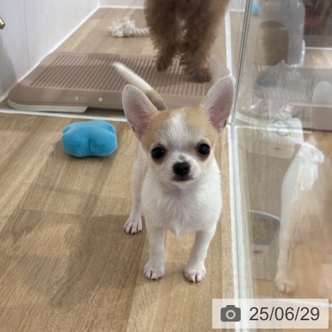 チワワの写真