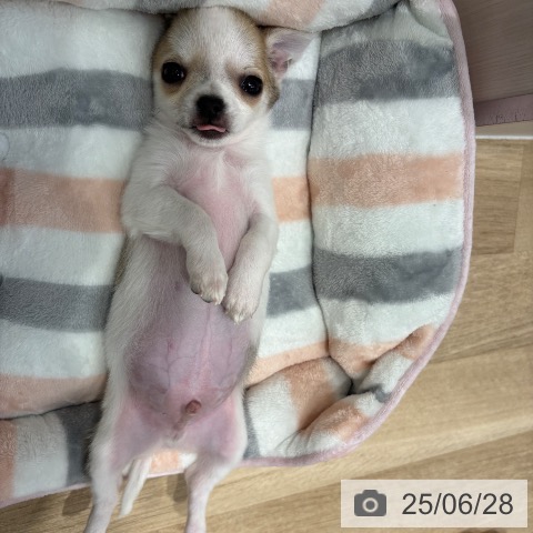 チワワの写真