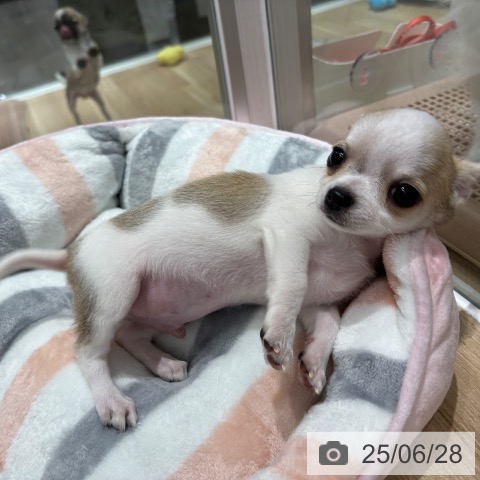チワワの写真