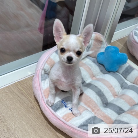 チワワの写真