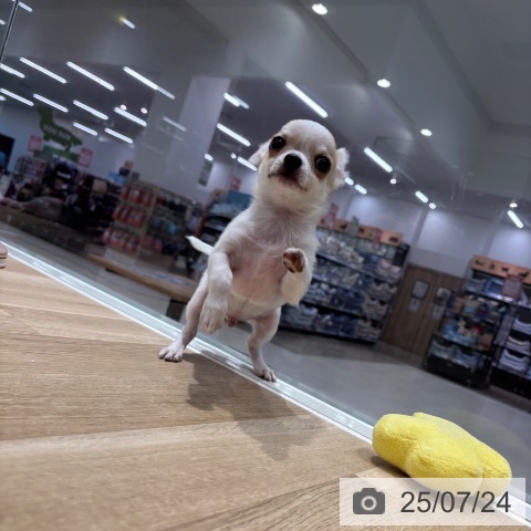 チワワの写真