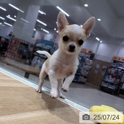 チワワの写真
