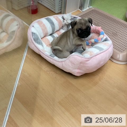パグの写真