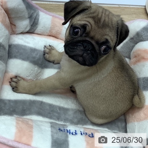 パグの写真