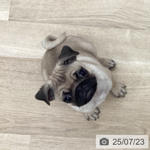 パグの写真