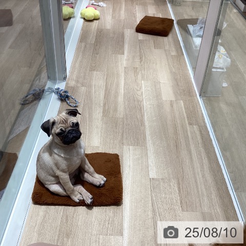 パグの写真